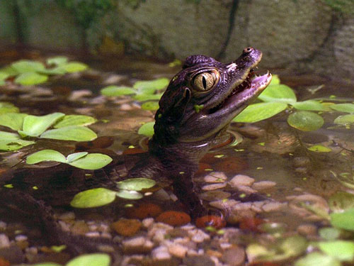 caiman emm